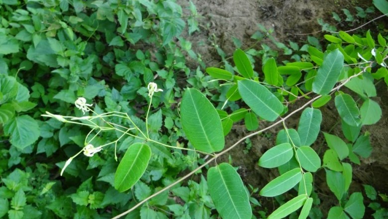 Cây Dây lá bạc. Cryptolepis sinensis - Cây Thuốc Nam Quanh Ta